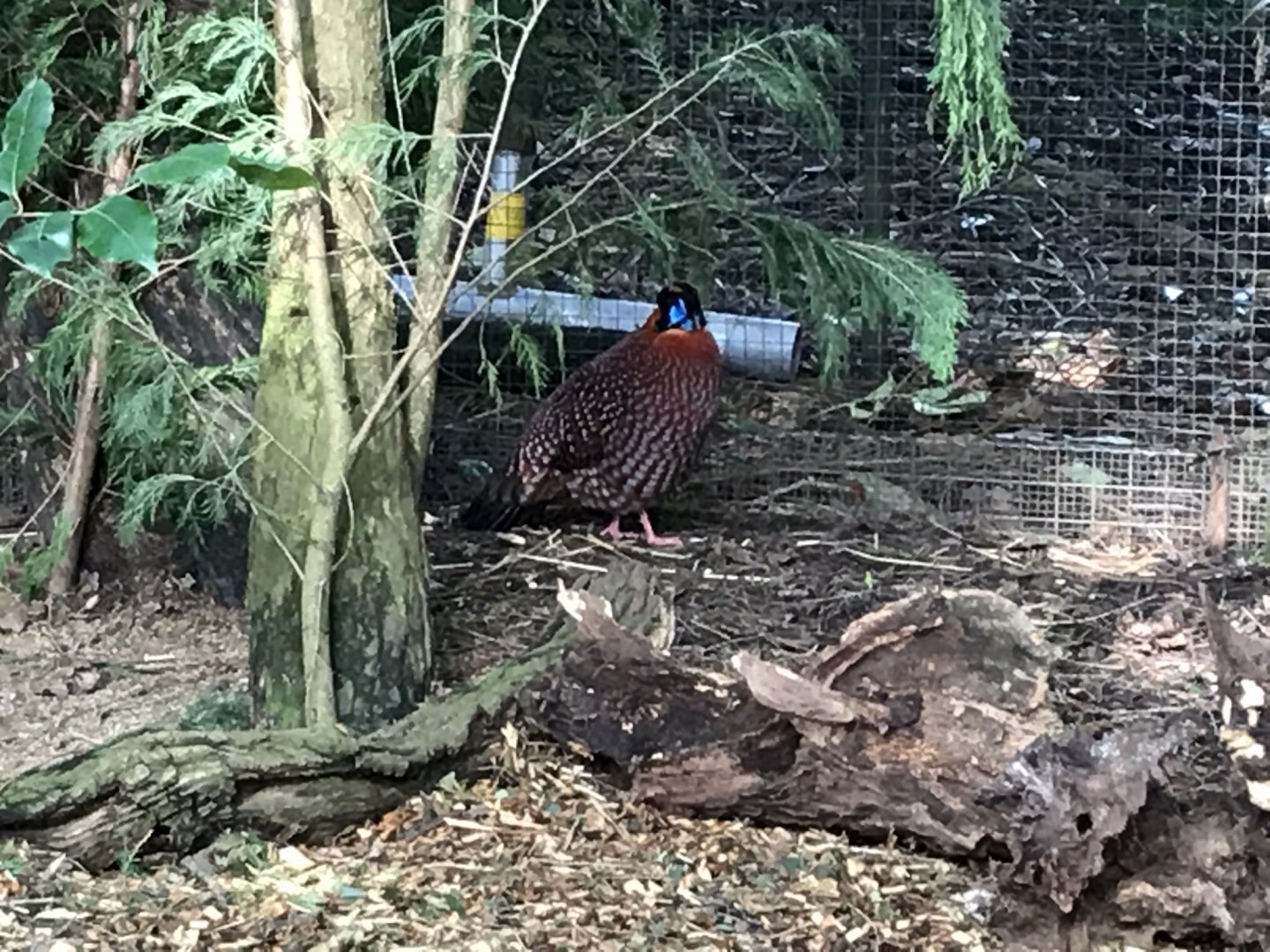 Temminck’s tragopan 250318
