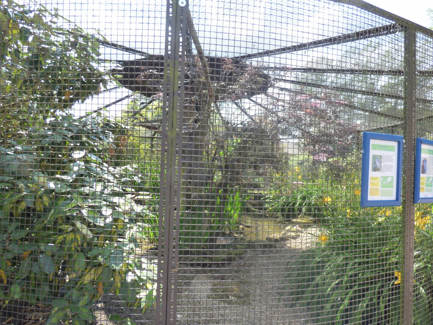 Temminck's Tragopan and Cape Teal Aviary