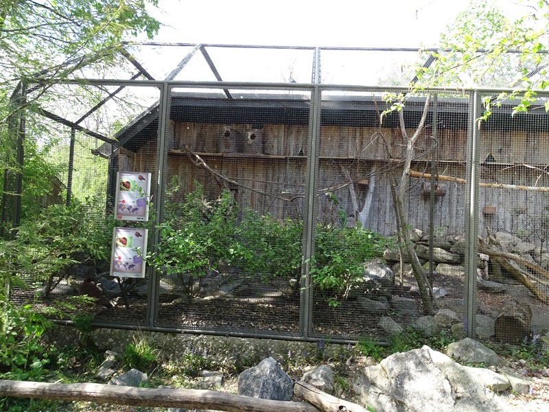 Temminck's tragopan and Derbyan parakeet aviary