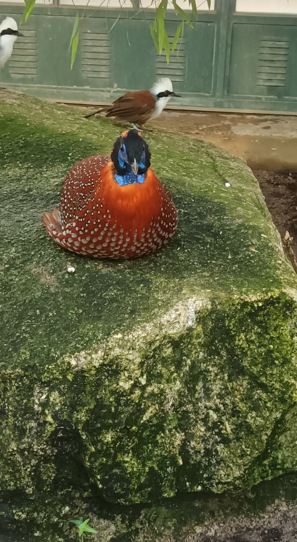 Temmincks Tragopan and White crested Laughingthrushes