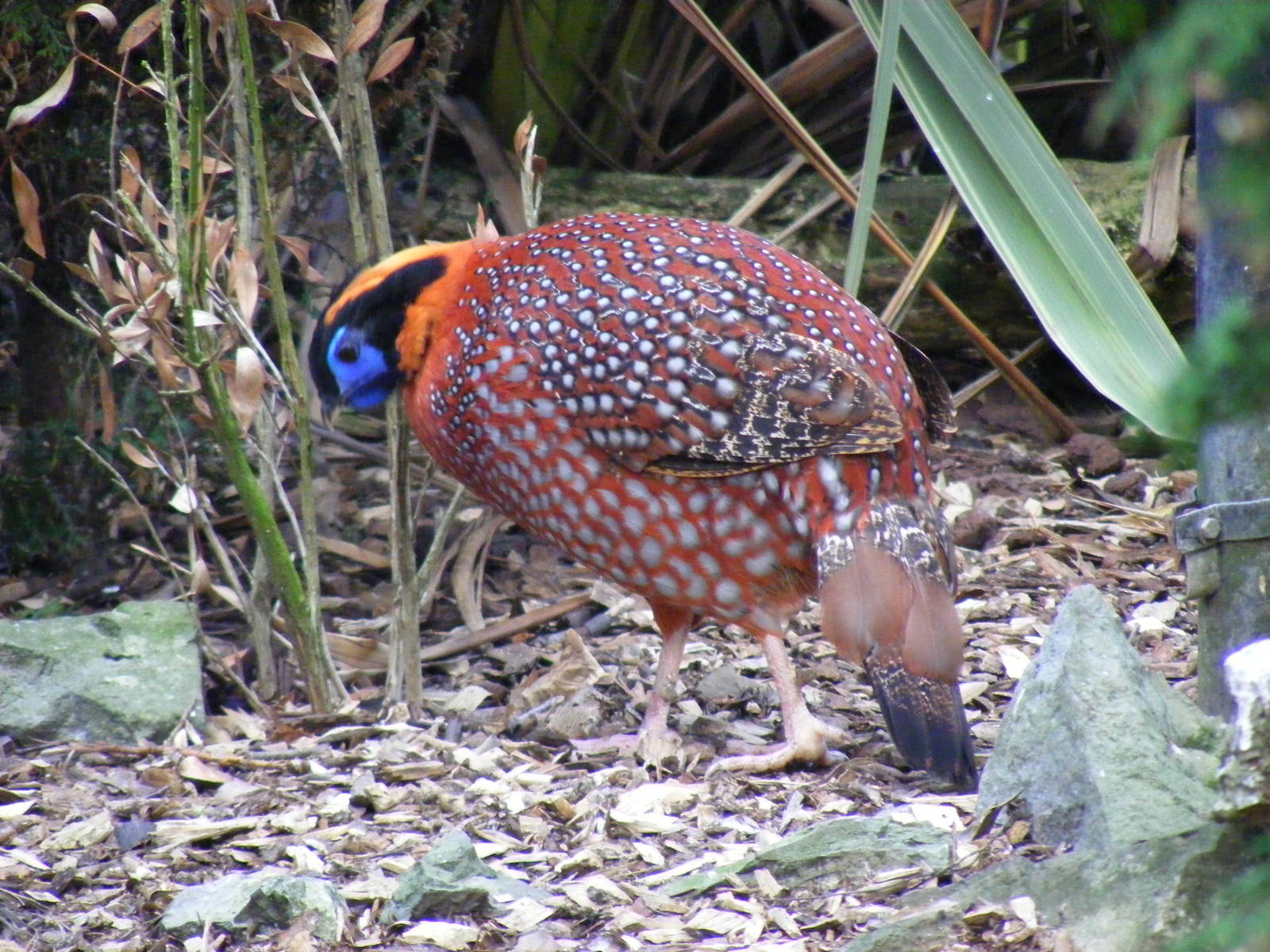 Temmincks tragopan at Birmingham Nature Centre, 30 August 2010