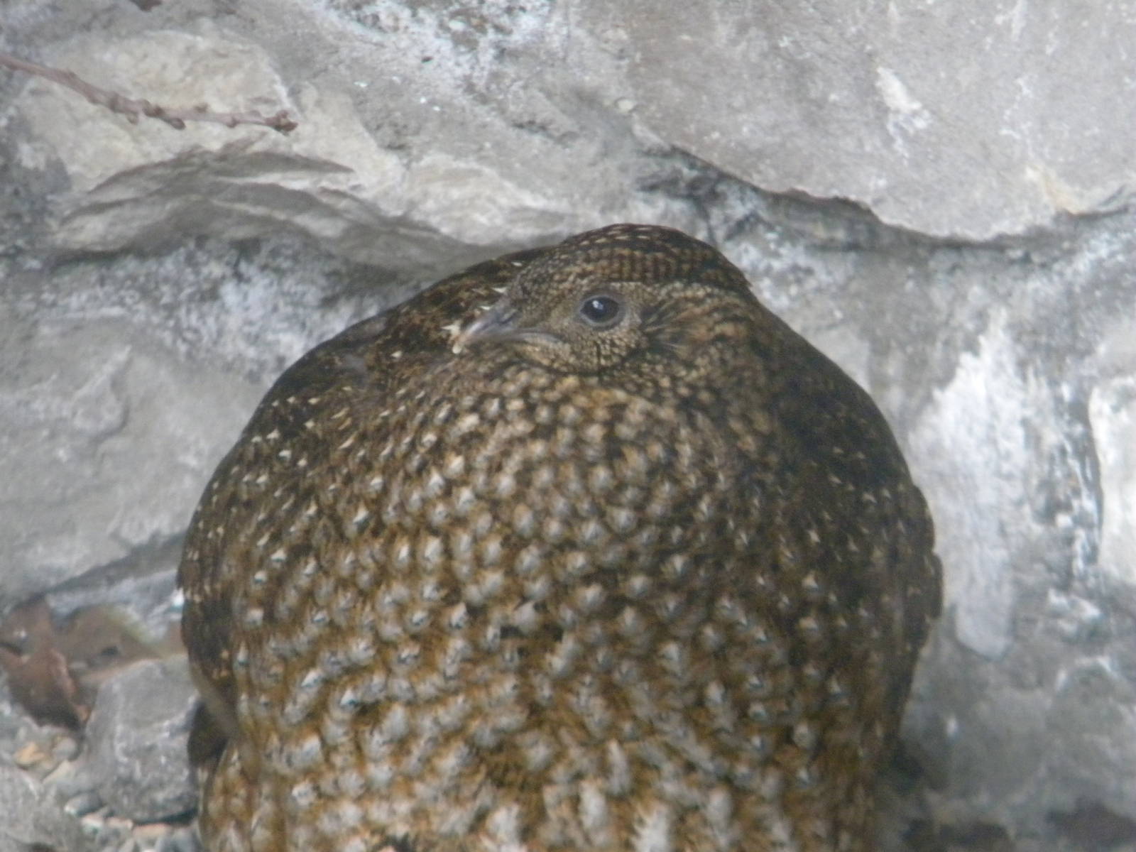 Temminck's Tragopan at Chester Zoo 11/06/11