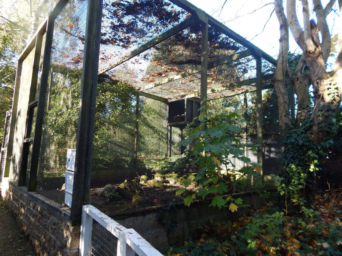 Temminck's tragopan aviary 011125