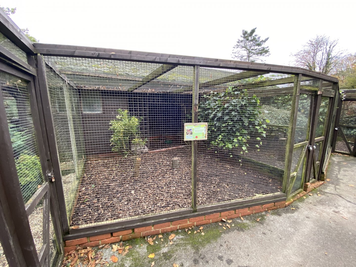 Temminck's tragopan aviary 061121