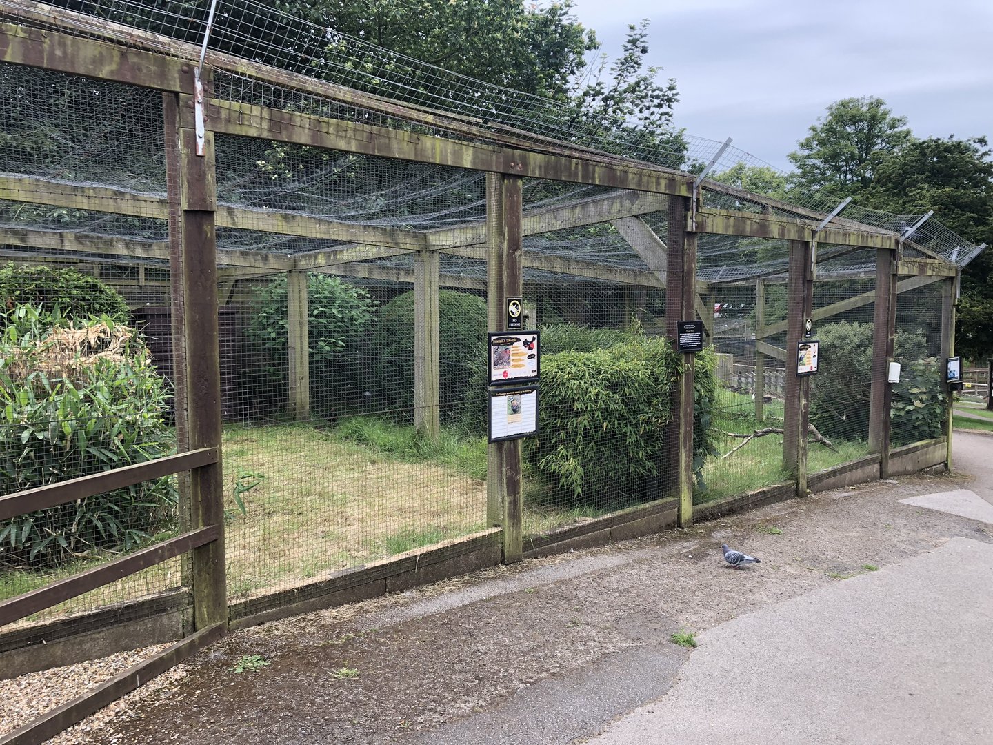 Temminck's Tragopan Aviary at Sewerby Zoo (June 2023)