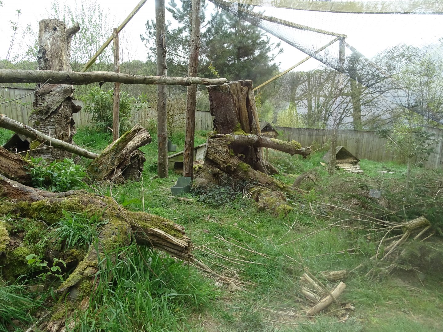 Temminck's tragopan aviary - Parc animalier d'Ecouves