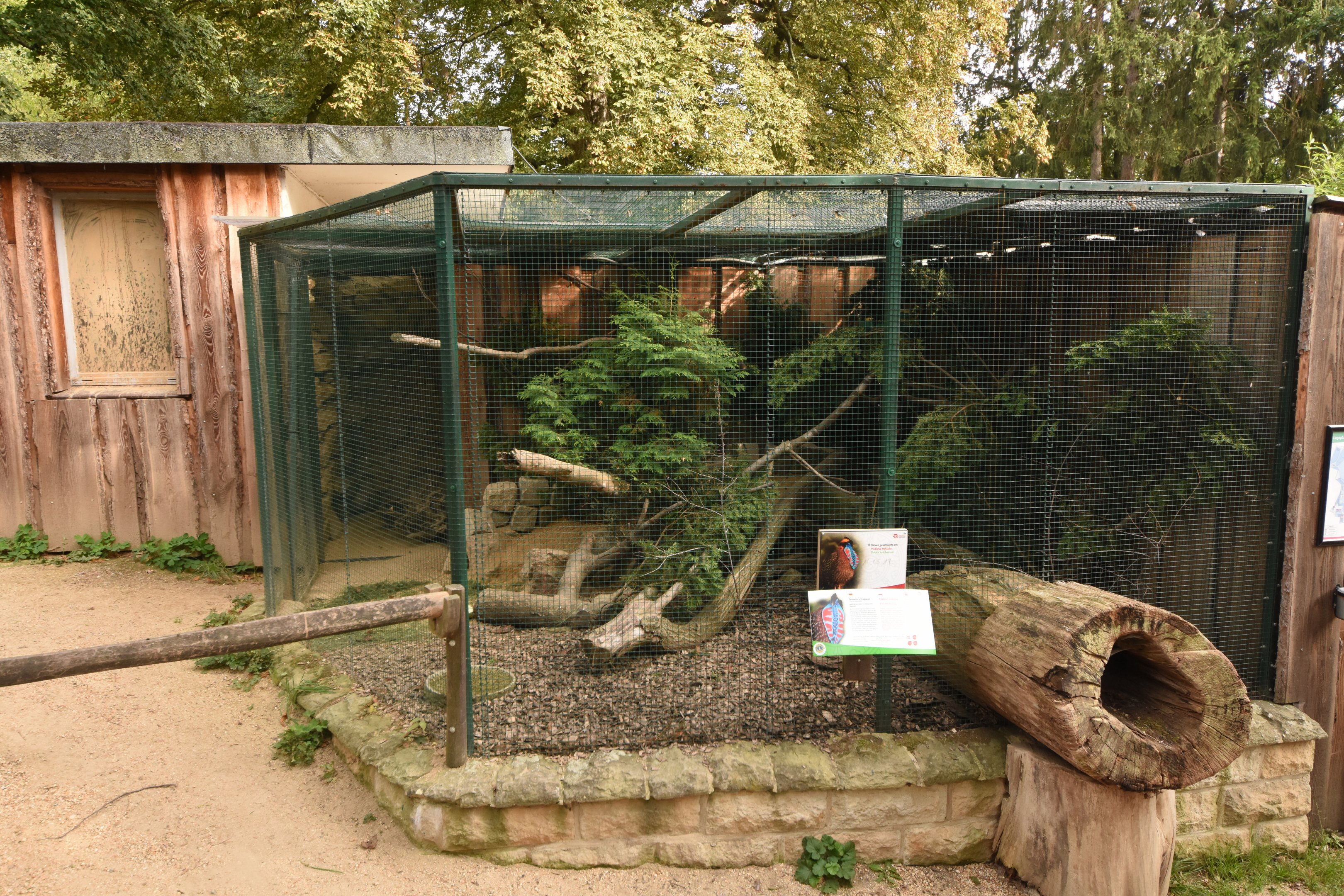 Temminck's tragopan aviary