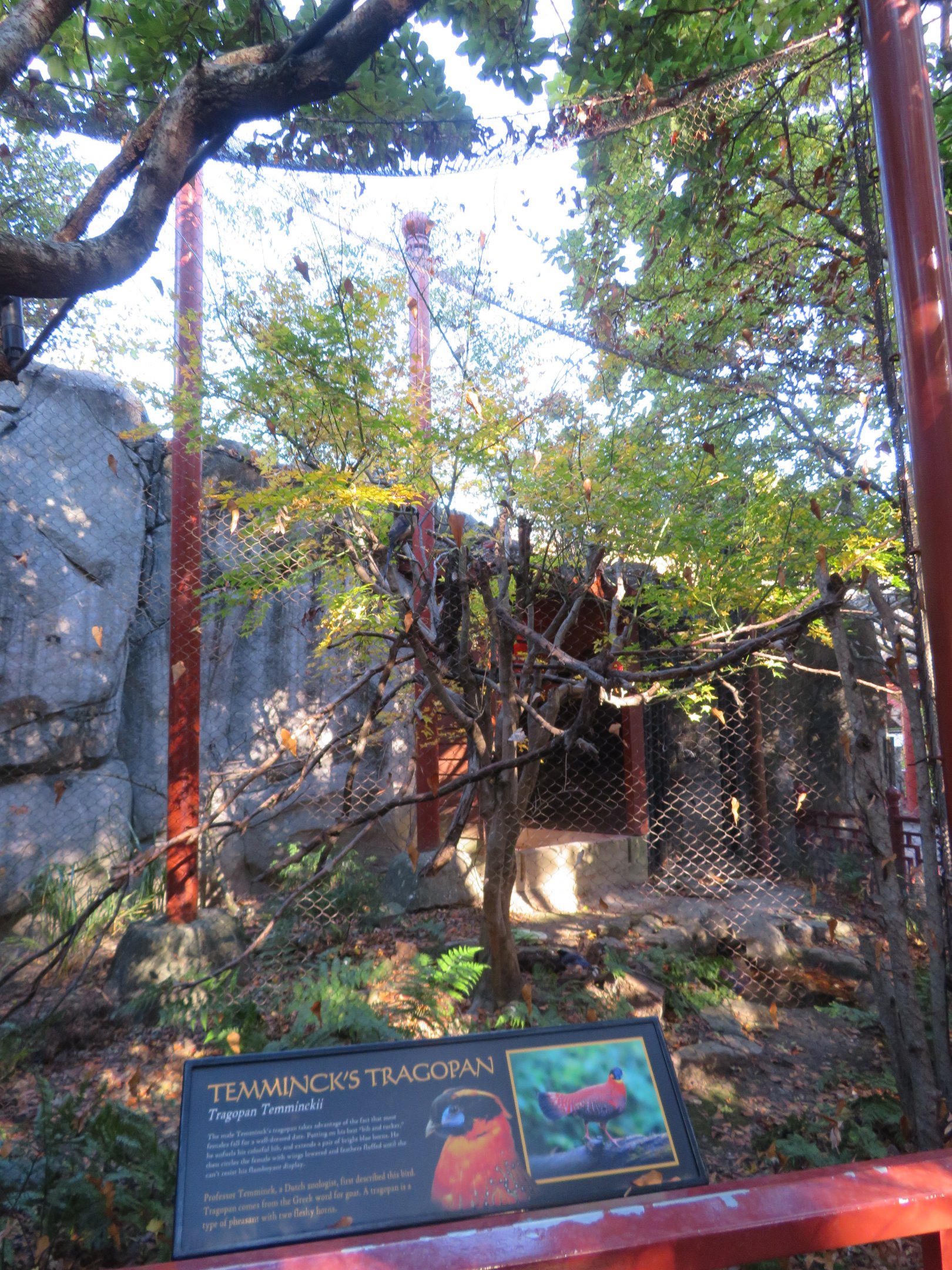 Temminck's Tragopan Aviary