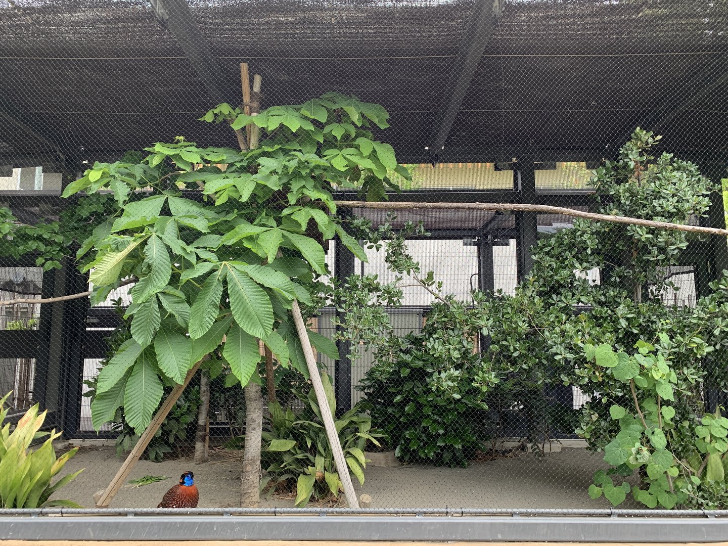 Temminck’s Tragopan Aviary
