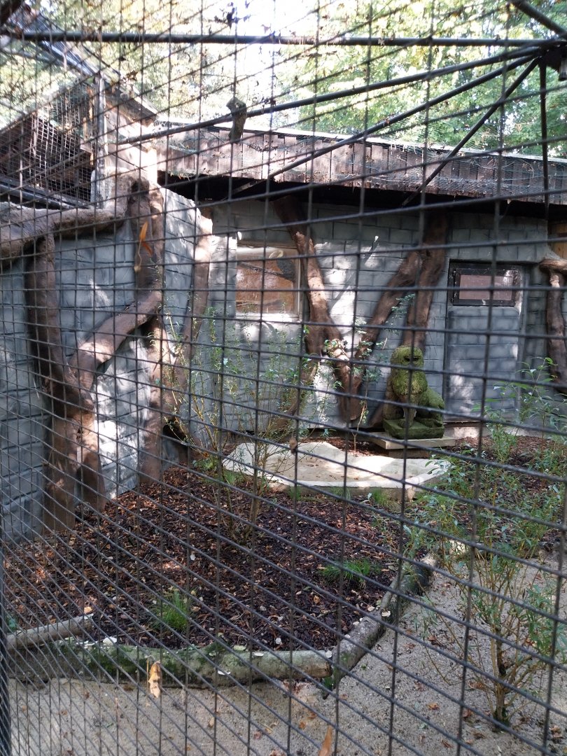 Temminck's tragopan aviary
