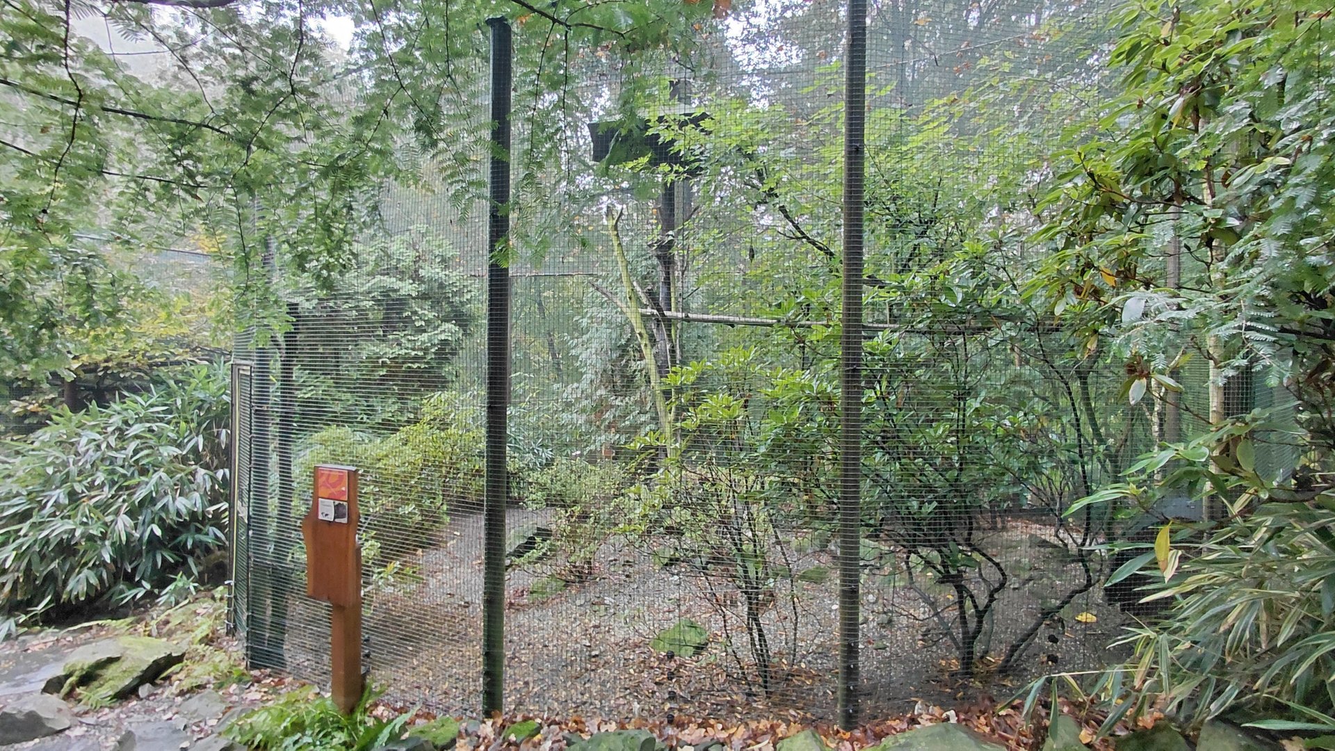 Temminck's tragopan aviary