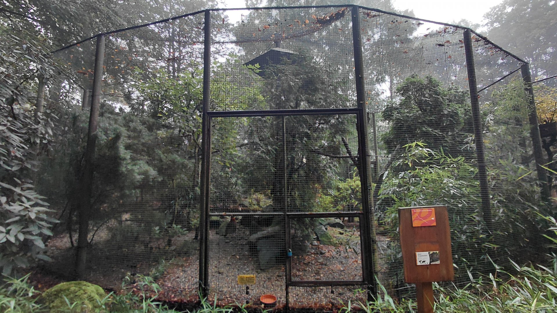 Temminck's tragopan aviary