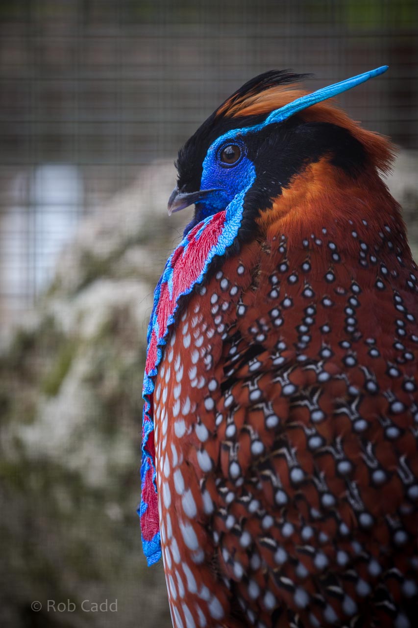 Temmincks tragopan : Birdland : 19 Apr 2015