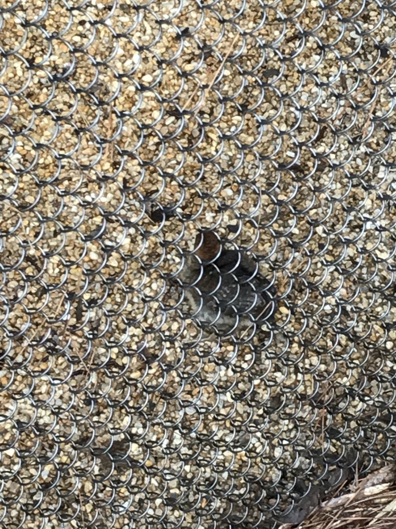 Temminck's tragopan chick