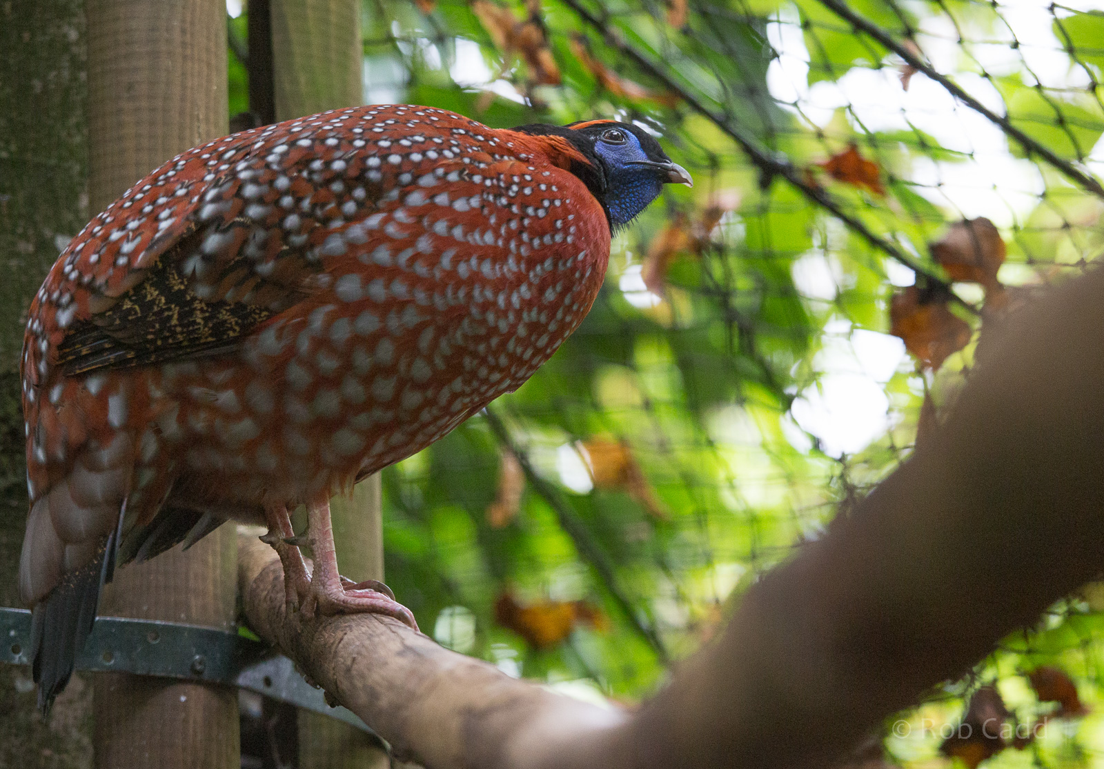 Temmincks tragopan : Cotswold WP : 25 Oct 2014