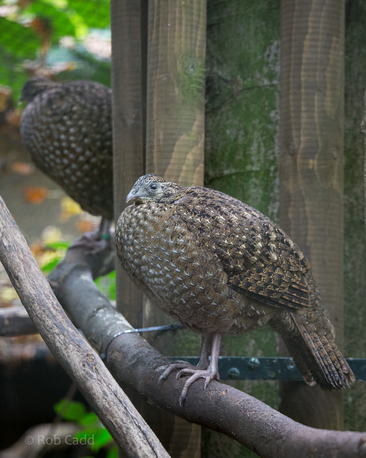 Temmincks tragopan : Cotswold WP : 25 Oct 2014