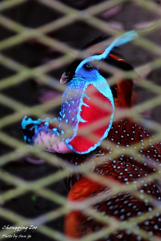 Temminck's tragopan courtship display