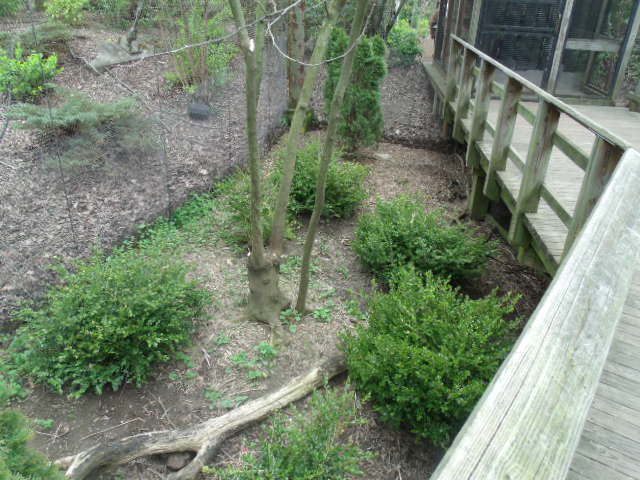 Temminck's Tragopan Enclosure