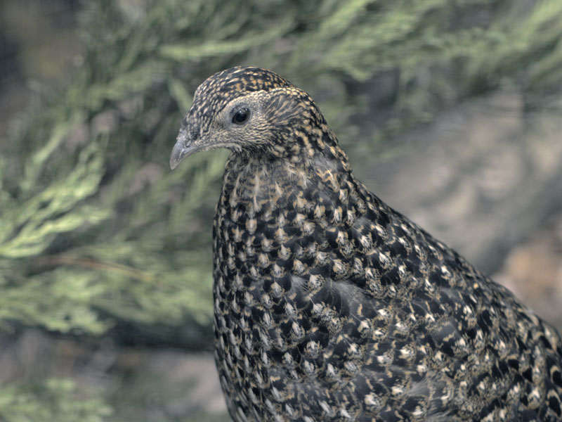 Temmincks tragopan female