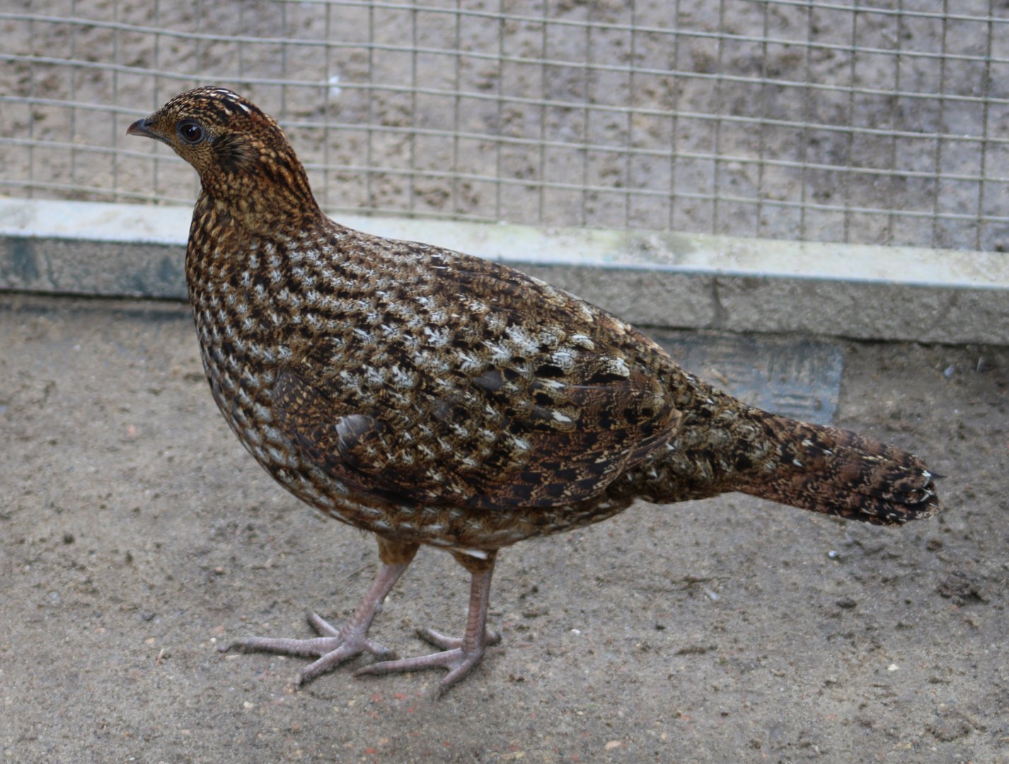 Temminck's tragopan - female