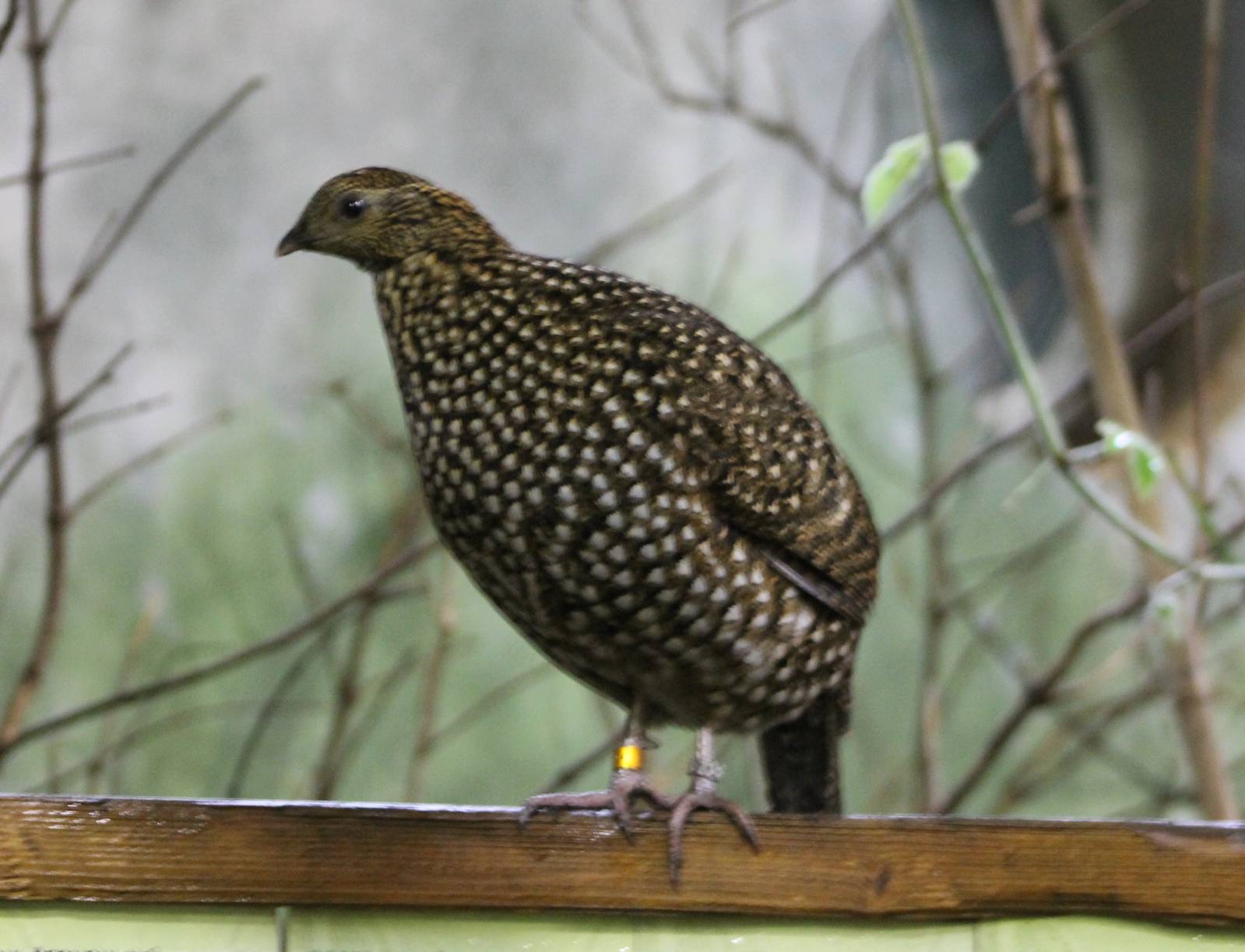 Temminck's tragopan hen