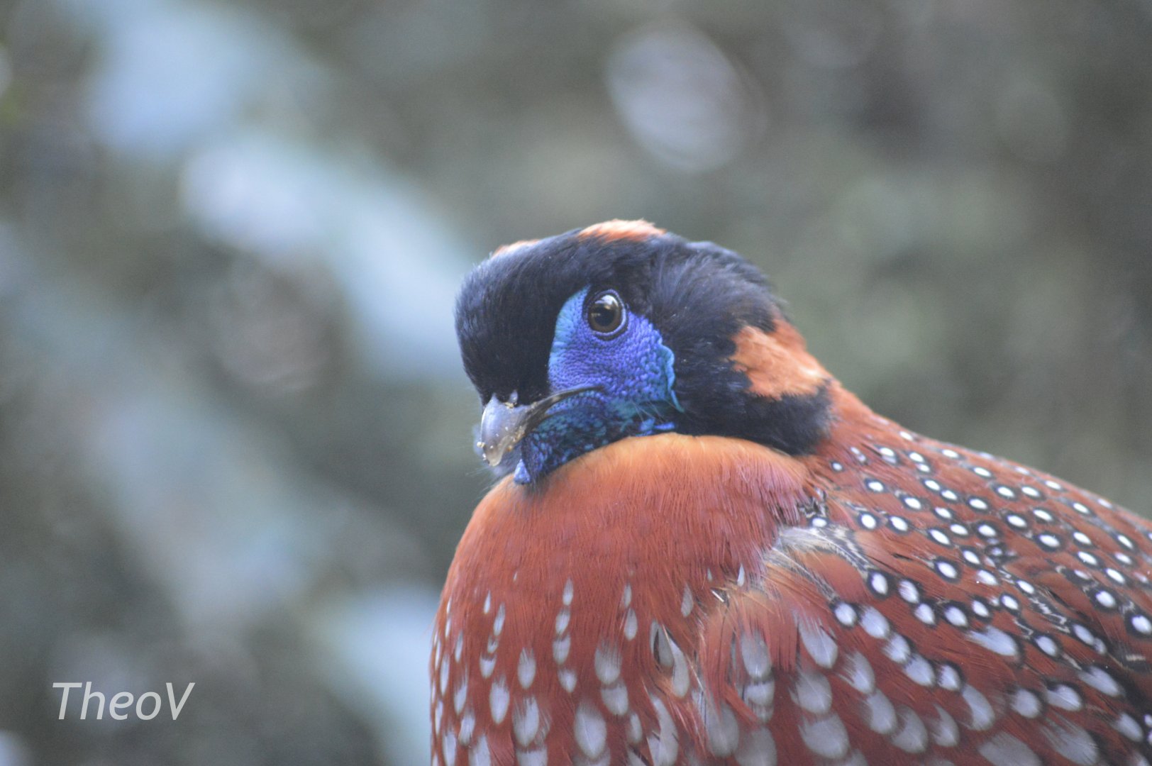 Temminck's tragopan - Himalayan Highlands [2018]