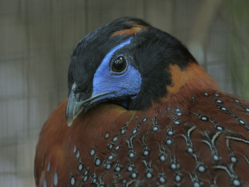 Temmincks tragopan male