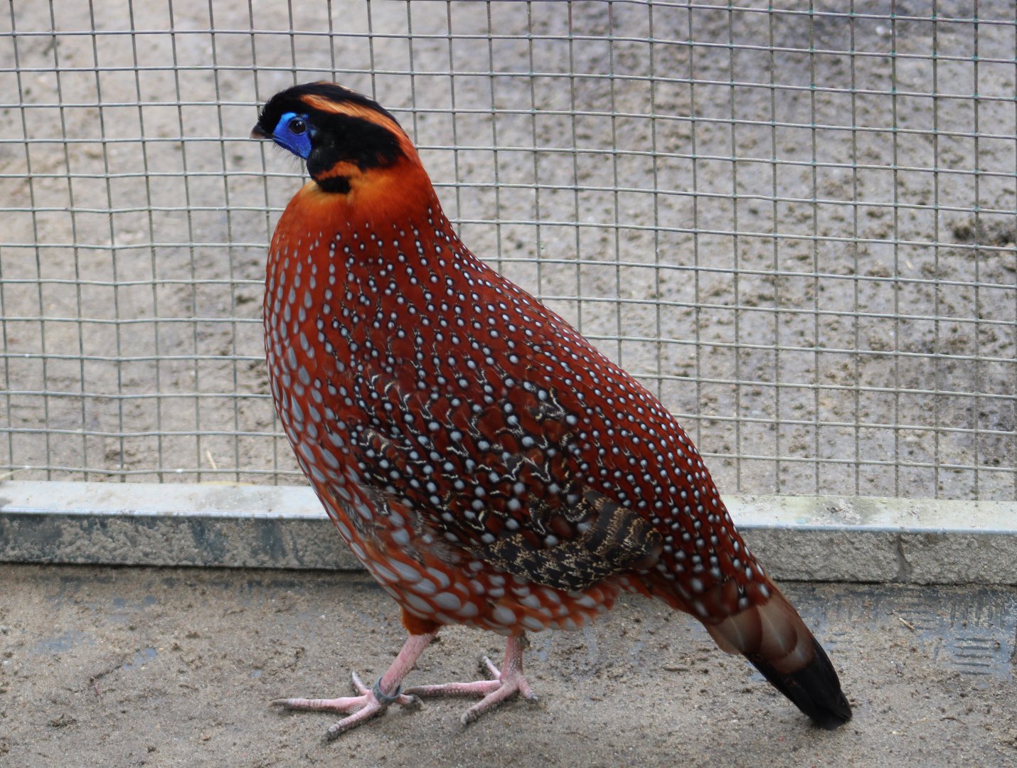 Temminck's tragopan - male