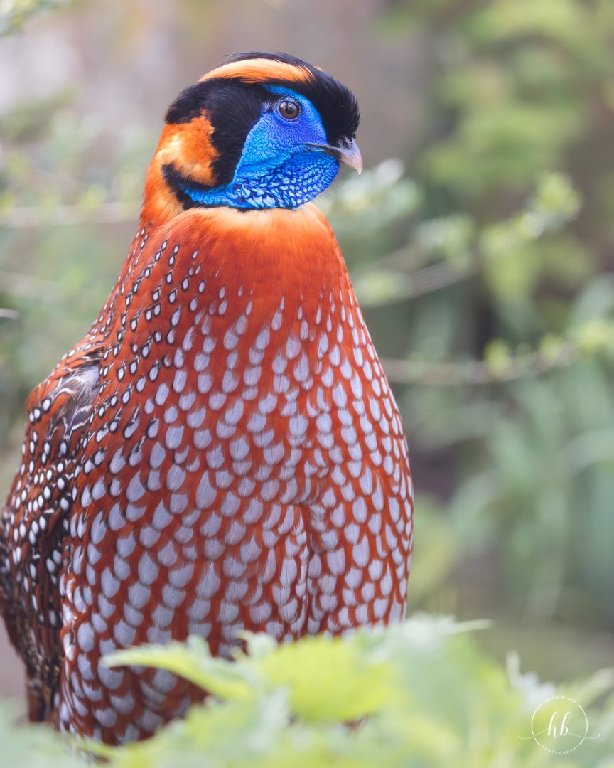 Temminck's Tragopan / Thrigby / 11-4-24