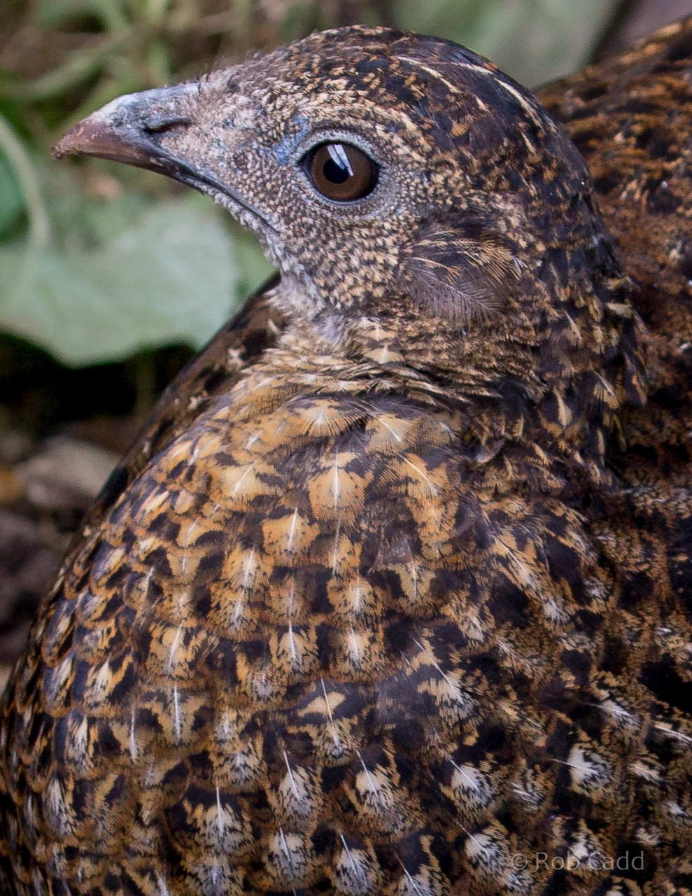 Temminck's tragopan : Thrigby Hall : 26 Sep 2017