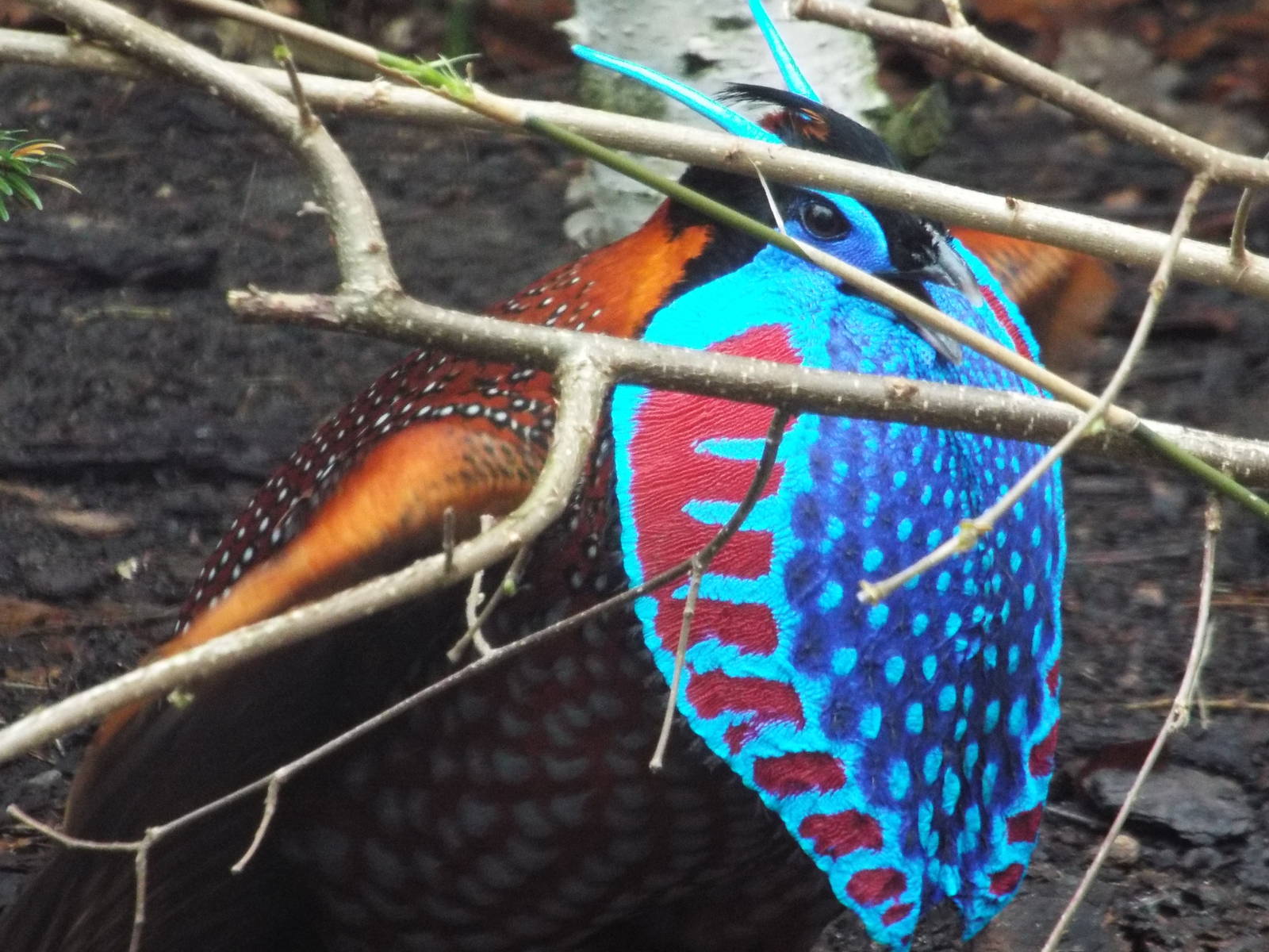 Temminck's Tragopan (Tragopan temminckii) at Zoologischer Garten Magdeburg