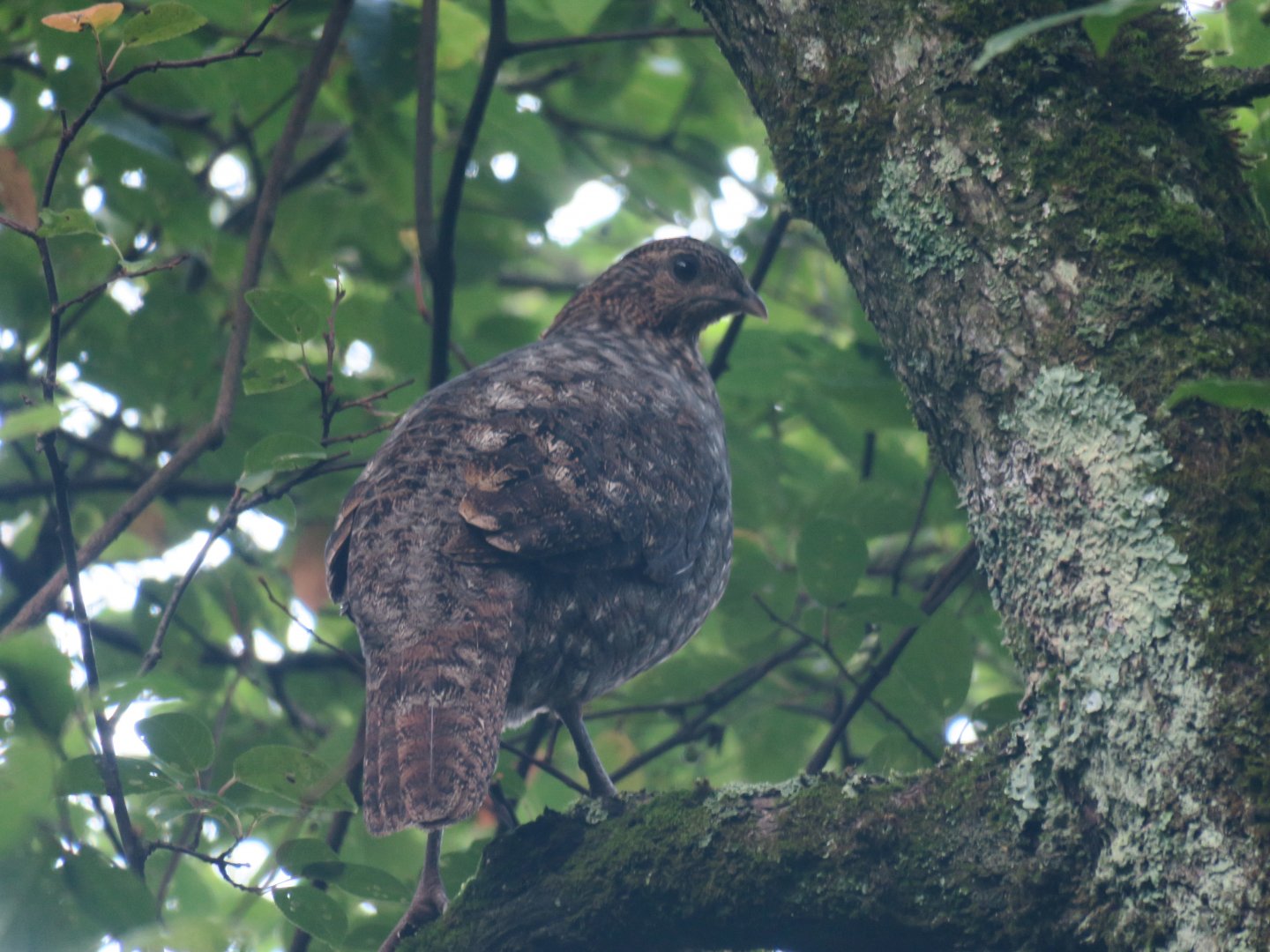 Temminck's tragopan (Tragopan temminckii) female