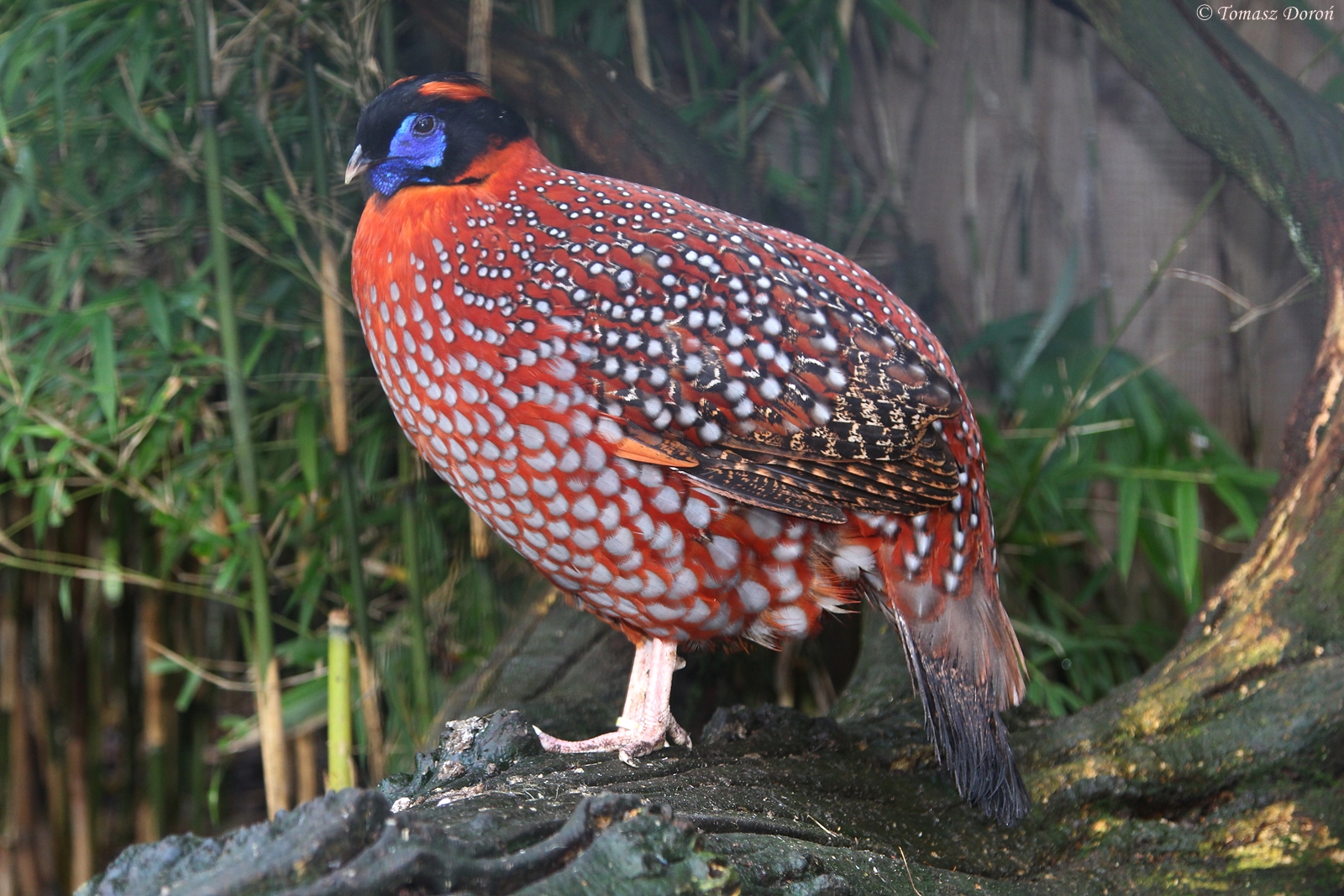Temminck's Tragopan (Tragopan temminckii) male