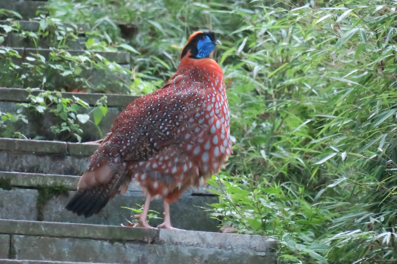 Temminck's tragopan (Tragopan temminckii) male