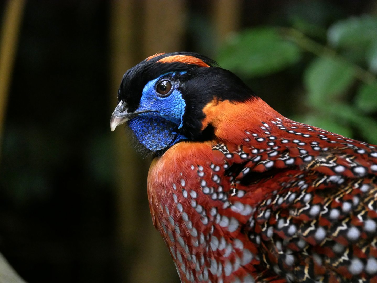 Temminck's tragopan (Tragopan temminckii) - male