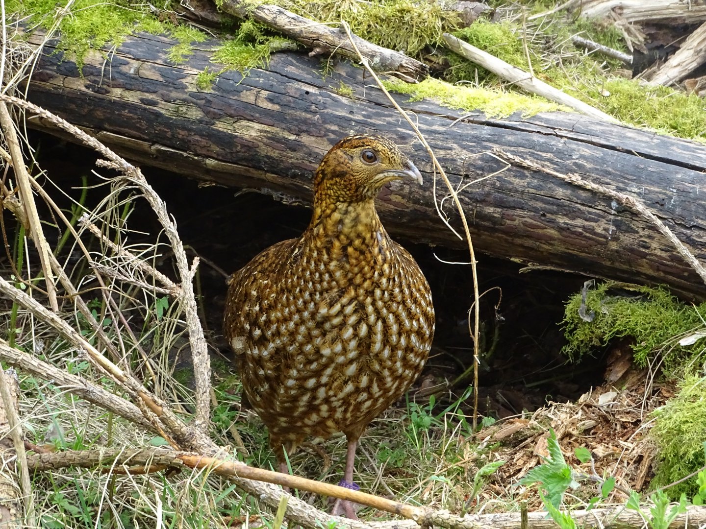 Temminck's tragopan (Tragopan temminckii) - Parc animalier d'Ecouves