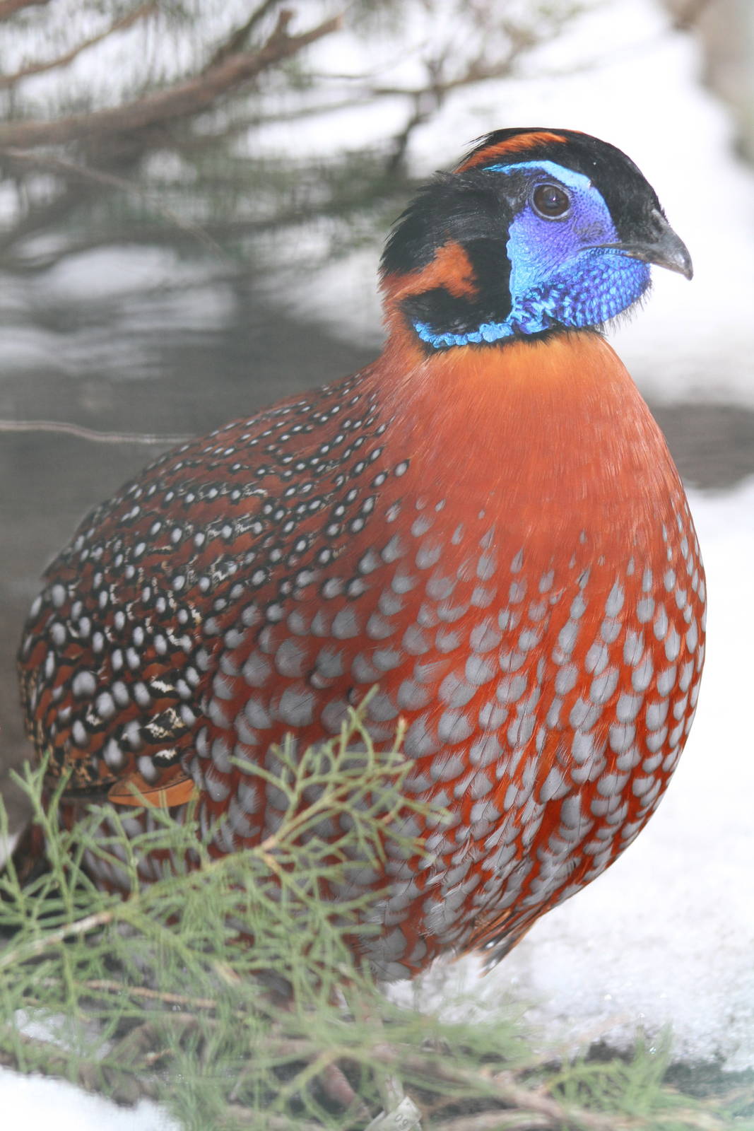 Temminck's Tragopan (Tragopan temminckii)