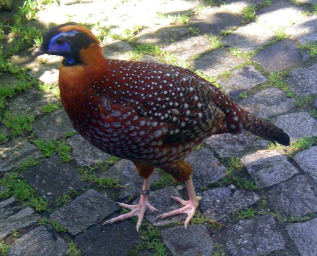 Temminck's Tragopan (Tragopan temminckii)