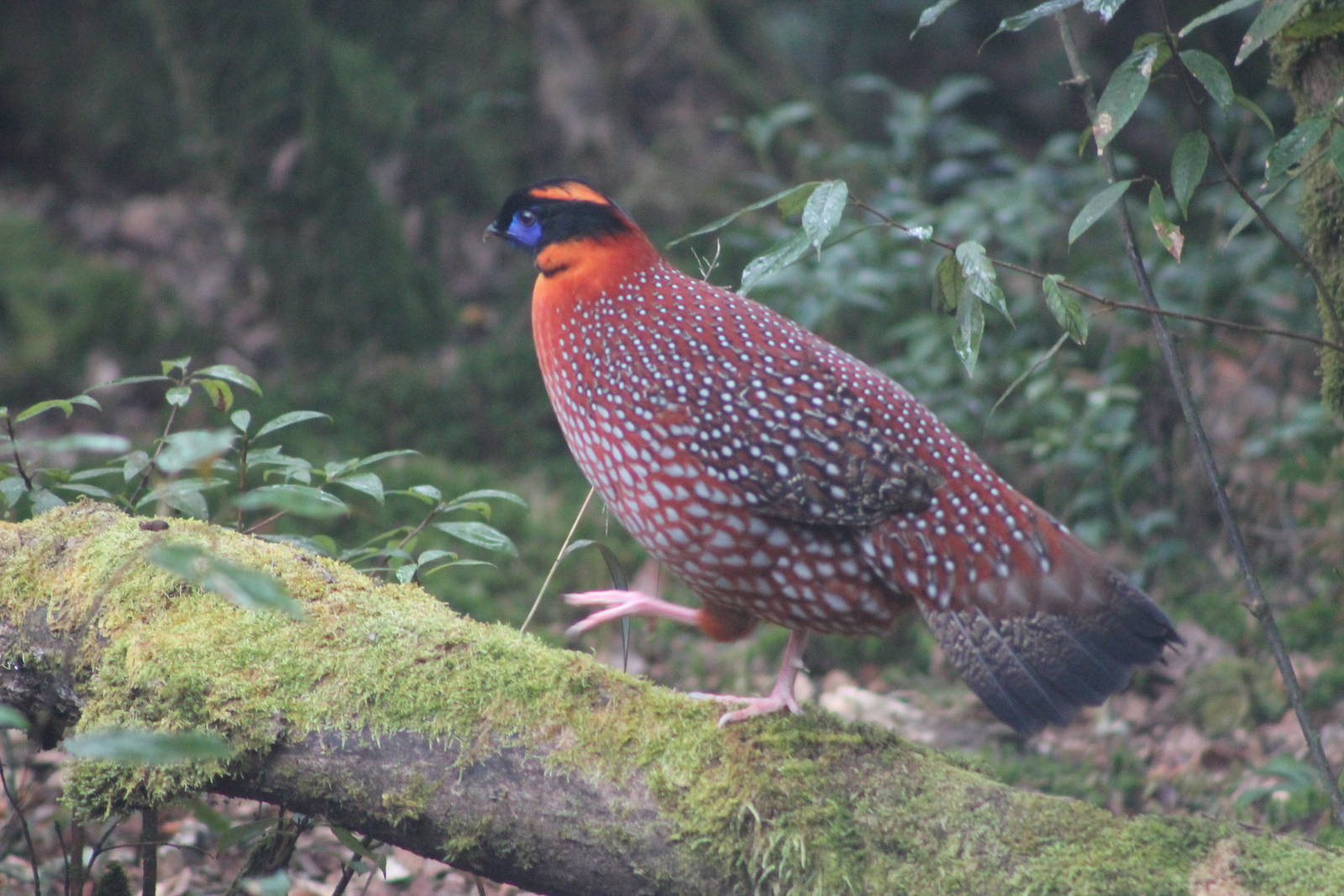 Temmincks tragopan (Tragopan temminckii)