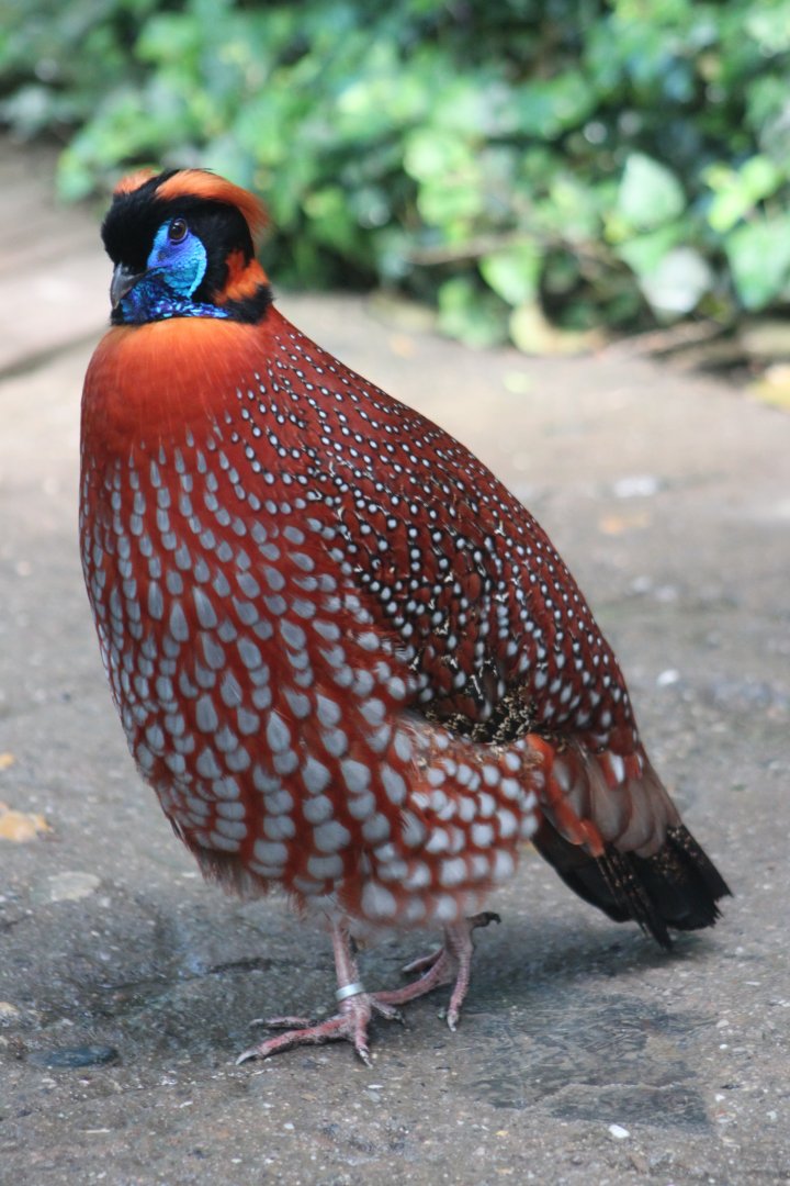 Temminck's tragopan (Tragopan temminckii)