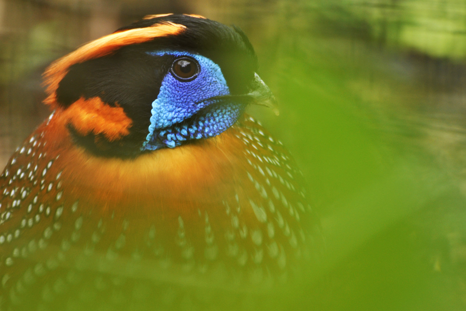 Temminck's Tragopan (Tragopan temminckii)