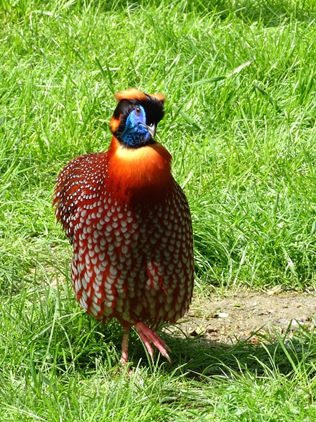 Temminck's tragopan (Tragopan temminckii)