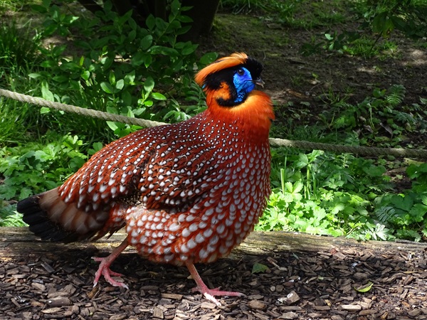 Temminck's tragopan (Tragopan temminckii)
