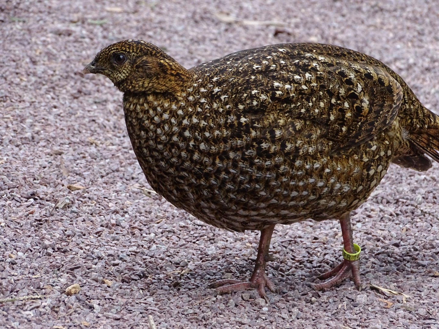 Temminck's tragopan (Tragopan temminckii)