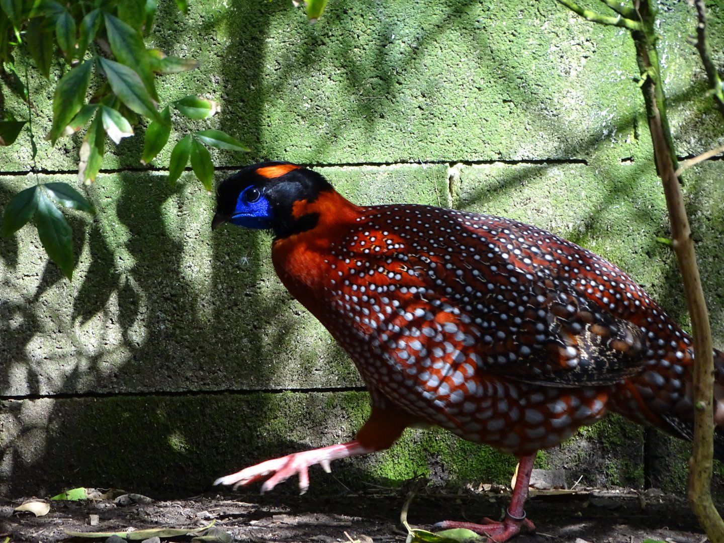 Temminck's tragopan (Tragopan temminckii)