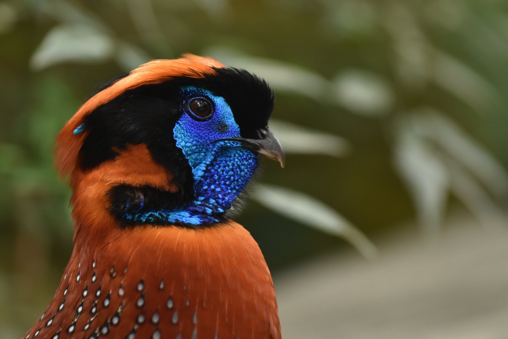 Temminck's tragopan Tragopan temminckii