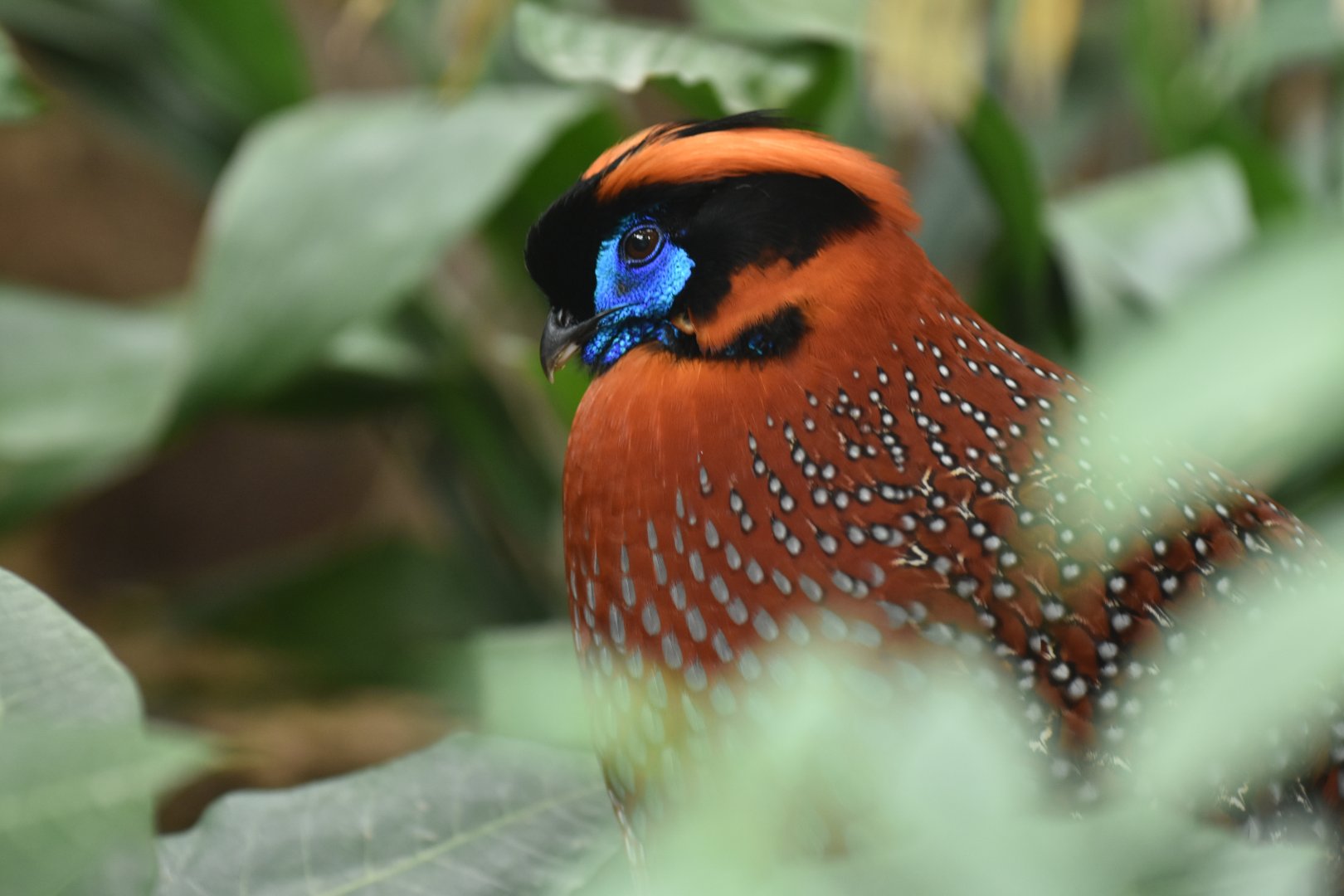 Temminck's tragopan Tragopan temminckii
