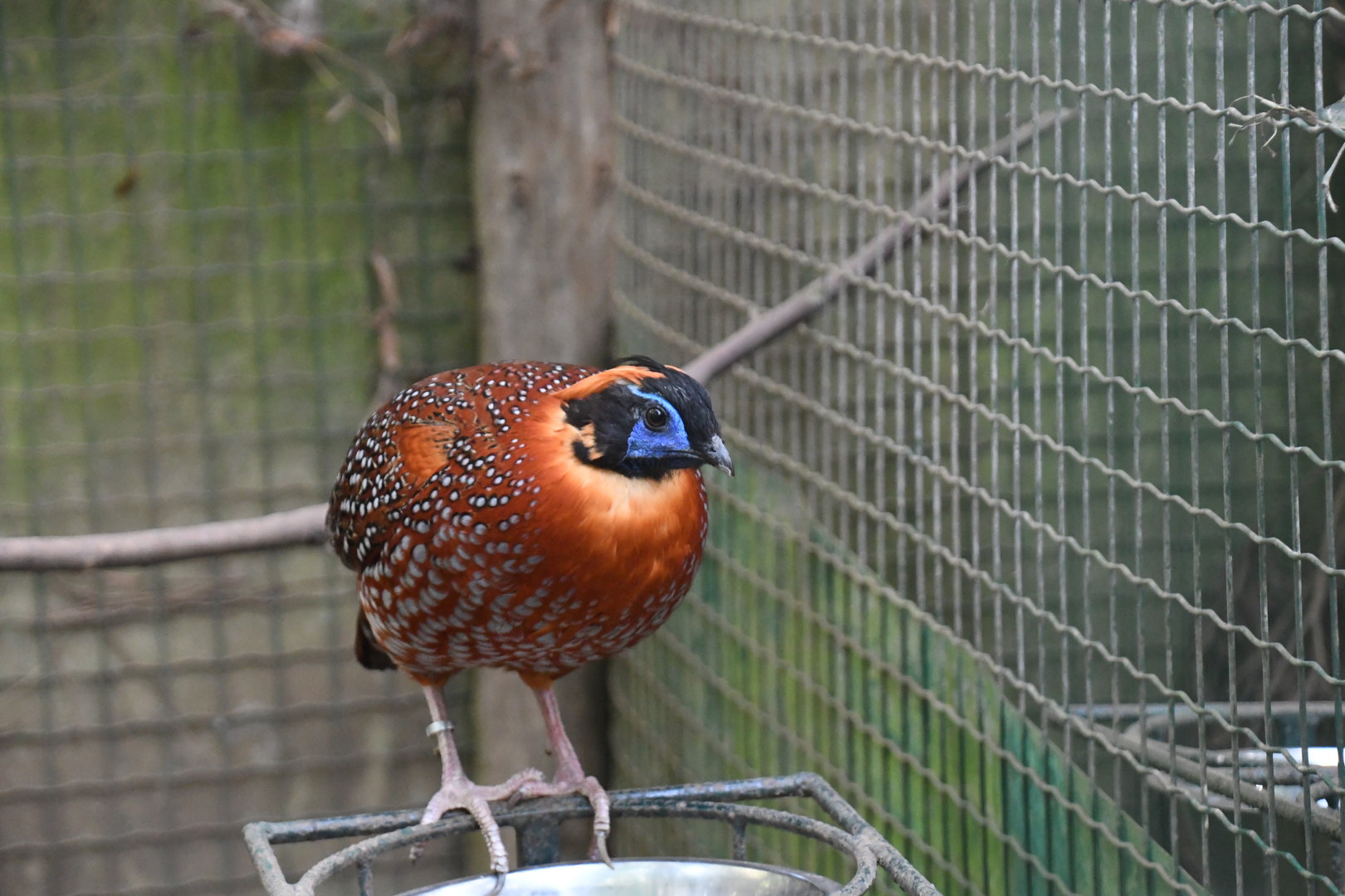 Temminck's Tragopan (Zoo Lourosa)