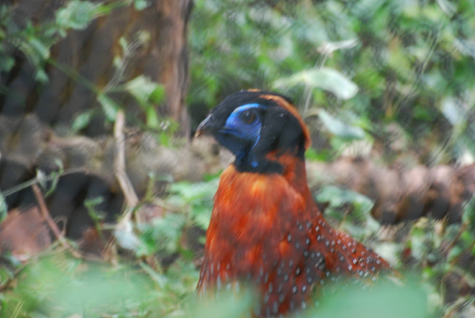 Temminck's tragopan