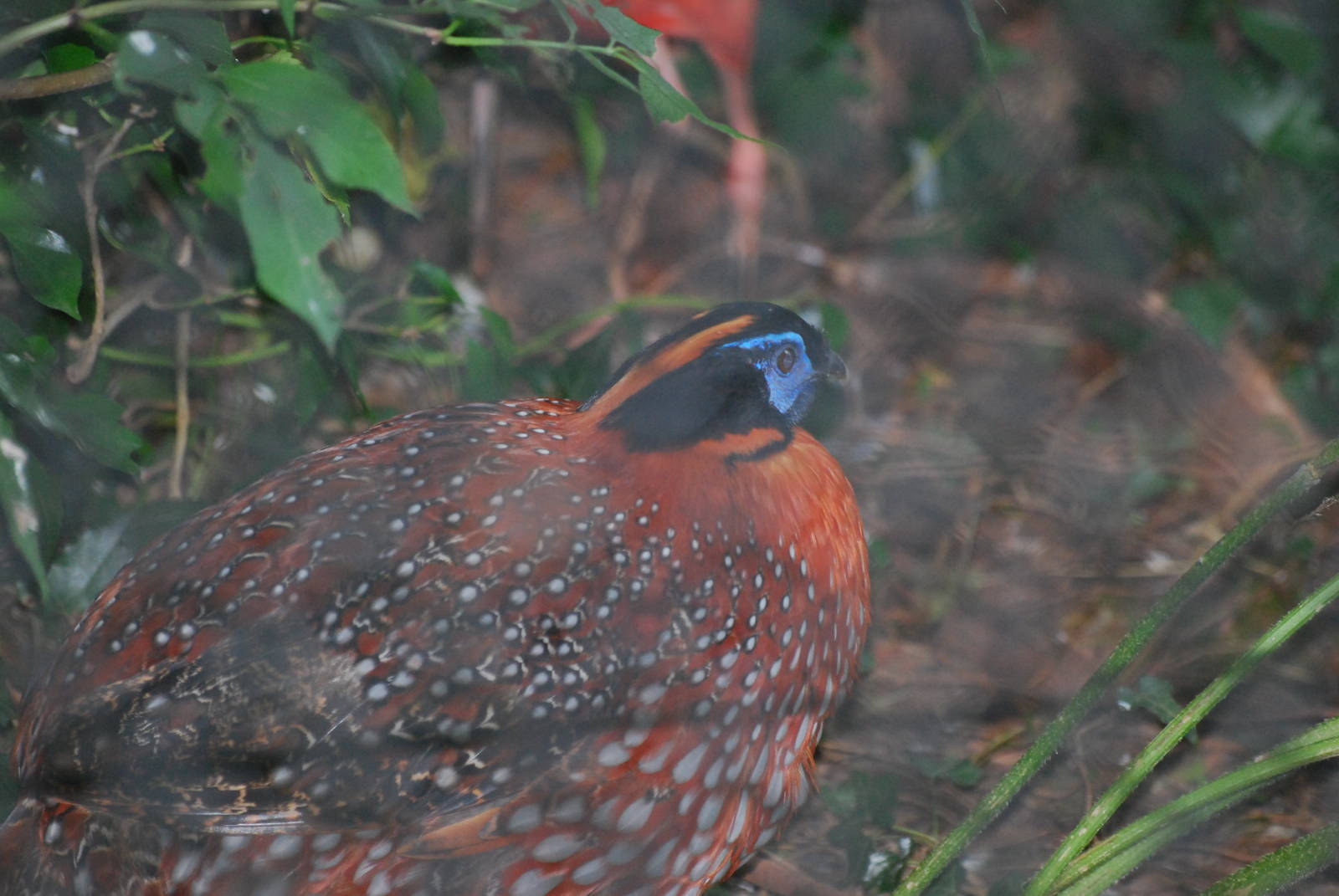 Temminck's tragopan